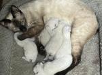 QUEEINE JUNE 26 - Siamese Kitten For Sale - Bryan&comma; TX&comma; US