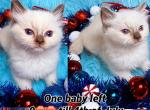 Cece baby - Ragdoll Kitten For Sale - Williamsport&comma; OH&comma; US