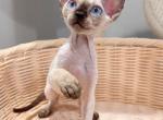 Jonny - Devon Rex Kitten For Sale - Queens&comma; NY&comma; US