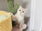 Kiwi - British Shorthair Kitten For Sale - Queens&comma; NY&comma; US
