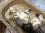 Mochi - Siberian Kitten For Sale - Lynnfield&comma; MA&comma; US