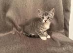 Adorable Kittens - Maine Coon Kitten For Sale - Littleton&comma; MA&comma; US