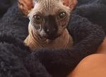 Onyx - Bambino Cat For Sale - Little River&comma; SC&comma; US