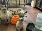 Lilly and Captain - Ragdoll Kitten For Sale - Aiken&comma; SC&comma; US
