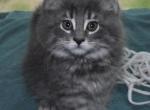 Buddy - Maine Coon Kitten For Sale - 