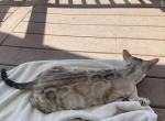 Shumai - Bengal Cat For Sale - Jersey City&comma; NJ&comma; US