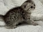 Bella's - Scottish Fold Kitten For Sale - Grove City&comma; OH&comma; US