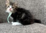 Boy Siberian Purebred Black Bown Tabby with White - Siberian Kitten For Sale - Old Bridge&comma; NJ&comma; US