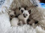 Siamese Kittens - Siamese Kitten For Sale - Willington&comma; CT&comma; US