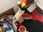 Tod - British Shorthair Kitten For Sale - Clifton&comma; NJ&comma; US