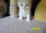 Jake - Ragdoll Kitten For Sale - Clifton&comma; NJ&comma; US