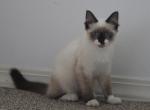 Maxwell - Siamese Kitten For Sale - Emory&comma; TX&comma; US