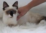 Maxwell - Siamese Kitten For Sale - 