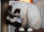 Maxwell - Siamese Kitten For Sale - 