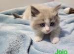 Jojo - Ragdoll Kitten For Sale - Reading&comma; PA&comma; US