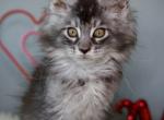 Cherry - Maine Coon Kitten For Sale - McArthur&comma; CA&comma; US