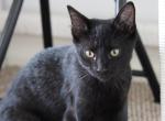 Knight - Domestic Kitten For Sale - 