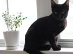 Knight - Domestic Kitten For Sale - 