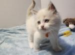 Jesse - Ragdoll Kitten For Sale - 
