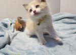 Jake - Ragdoll Kitten For Sale - Reading&comma; PA&comma; US