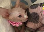 open - Sphynx Kitten For Sale - Fort Worth&comma; TX&comma; US