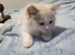 Jimmie - Ragdoll Kitten For Sale - Reading&comma; PA&comma; US