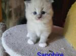 Sapphire - British Shorthair Kitten For Sale - Clifton&comma; NJ&comma; US
