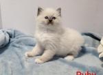 Ruby - Ragdoll Kitten For Sale - Reading&comma; PA&comma; US