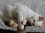Flame - Siamese Kitten For Sale - Emory&comma; TX&comma; US