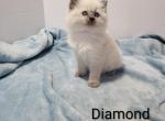 Diamond - Ragdoll Kitten For Sale - Reading&comma; PA&comma; US