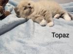Topaz - Ragdoll Kitten For Sale - Reading&comma; PA&comma; US