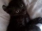 Panther divine - Highlander Kitten For Sale - 