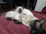 Coco - Siamese Kitten For Sale - East Meadow&comma; NY&comma; US
