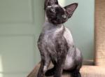 Devon Rex male black - Devon Rex Kitten For Sale - Hollywood&comma; FL&comma; US