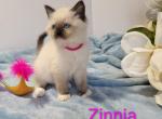Zinnia - Ragdoll Kitten For Sale - Reading&comma; PA&comma; US