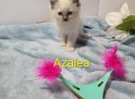 Azalea - Ragdoll Kitten For Sale - Reading&comma; PA&comma; US