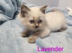 Lavender - Ragdoll Kitten For Sale - Reading&comma; PA&comma; US