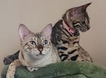 Victoria's March Litter - Bengal Kitten For Sale - 