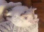 Rare exotic highlander - Highlander Kitten For Sale - Laingsburg&comma; MI&comma; US