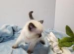 Marigold - Ragdoll Kitten For Sale - Reading&comma; PA&comma; US