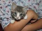 Starr - Domestic Kitten For Sale - Emory&comma; TX&comma; US