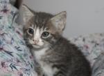 Starr - Domestic Kitten For Sale - Emory&comma; TX&comma; US