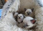 Siamese Kittens - Siamese Kitten For Sale - Willington&comma; CT&comma; US