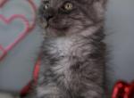 Plum - Maine Coon Kitten For Sale - McArthur&comma; CA&comma; US