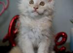 Pineapple - Maine Coon Kitten For Sale - McArthur&comma; CA&comma; US