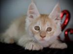 Mango - Maine Coon Kitten For Sale - McArthur&comma; CA&comma; US