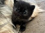 Persian Himalayan - Persian Kitten For Sale - Waianae&comma; HI&comma; US