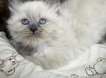 Ragdoll blue point female - Ragdoll Kitten For Sale - 