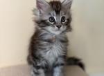 Elsa Polydactyl Black Silver Tabby Maine Coon - Maine Coon Kitten For Sale - Villa Rica&comma; GA&comma; US
