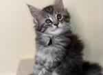 Kristoff Polydactyl Black Silver Tabby Maine Coon - Maine Coon Kitten For Sale - 